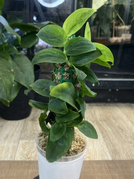 Rhaphidophora korthalsii variegata, rzadka roślina kolekcjonerska o liściach przylegających do podpory z białą variegacją, egzotyczne pnącze typu shingling plant, Variegarden.
