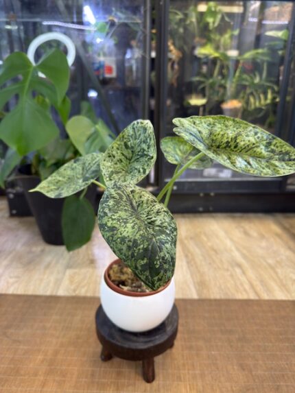 Alocasia dragon scale mint