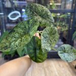 Alocasia dragon scale mint
