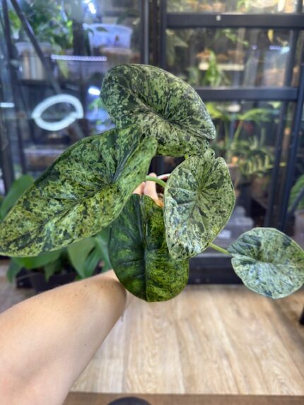 Alocasia dragon scale mint