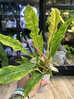 Philodendron Serratum Aurea Marble #1 - obrazek 3