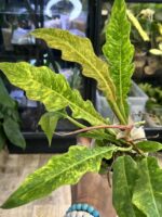 Philodendron Serratum Aurea marble