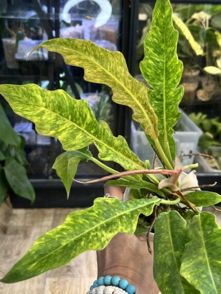 Philodendron Serratum Aurea marble