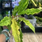 Philodendron Serratum Aurea Marble #1