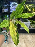 Philodendron Serratum Aurea Marble #1