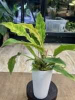 Philodendron Serratum Aurea Marble #1 - obrazek 5