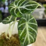 Alocasia ninja green on green #1