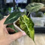 Alocasia polly aurea variegata