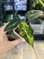 Alocasia polly aurea variegata