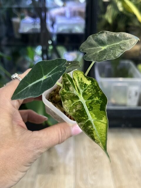 Alocasia polly aurea variegata Alocasia polly aurea variegata