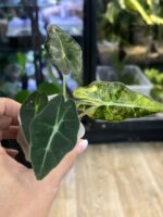 Alocasia Polly Aurea Variegata #1 - obrazek 3