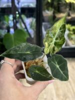 Alocasia Polly Aurea Variegata #1 - obrazek 4
