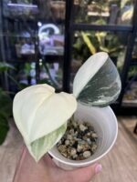 Scindapsus Treubii Moonlight variegata #1 - obrazek 3