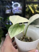 Scindapsus Treubii Moonlight variegata #1 - obrazek 2
