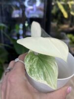 Scindapsus Treubii Moonlight variegata #1 - obrazek 4