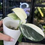 Scindapsus moonlight treubii aurea srebrzysto-niebieski liść z wyraźną żółtą variegacją rzadka roślina kolekcjonerska sklep Variegarden alt tag