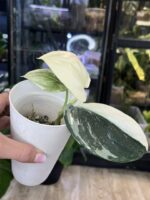 Scindapsus moonlight treubii aurea srebrzysto-niebieski liść z wyraźną żółtą variegacją rzadka roślina kolekcjonerska sklep Variegarden alt tag