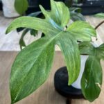 Philodendron Florida Ghost #2