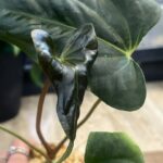 Anthurium Azure Drake x Papillilaminum