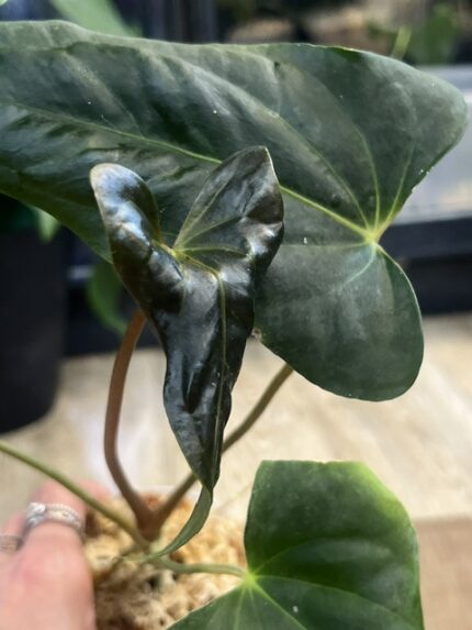 Anthurium Azure Drake x Papillilaminum