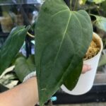Anthurium Azure Drake x Papillilaminum