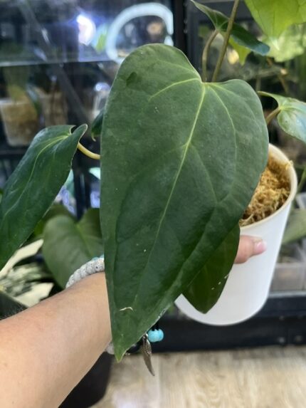 Anthurium Azure Drake x Papillilaminum