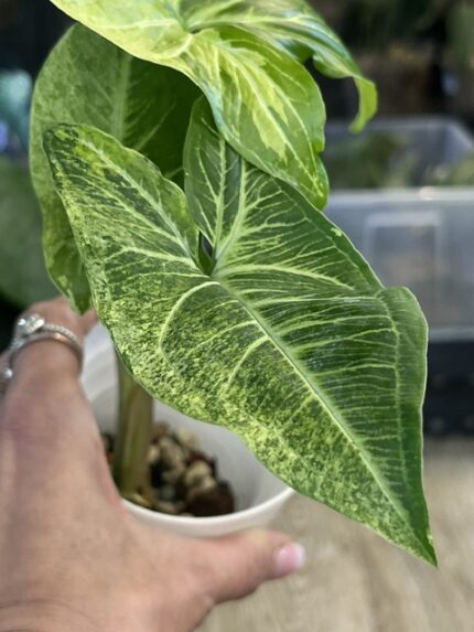 Syngonium Batik variegata