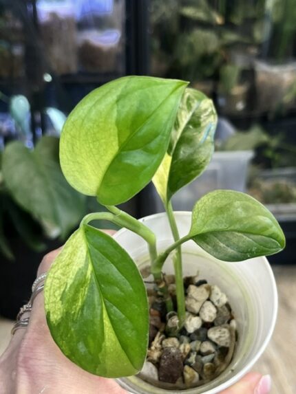 Monstera acacoyaguensis variegata