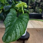 Philodendron Mamei Silver Cloud #1