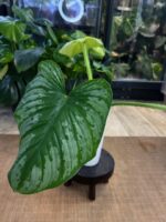 Philodendron Mamei Silver Cloud #1