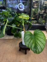 Philodendron Mamei Silver Cloud #1 - obrazek 2