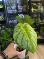 Philodendron Mamei Silver Cloud #1 - obrazek 3