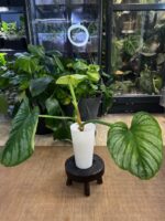 Philodendron Mamei Silver Cloud #1 - obrazek 4