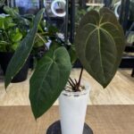 Anthurium dark phoenix