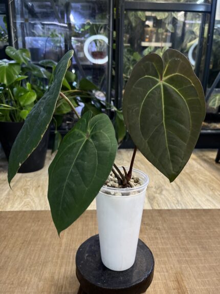 Anthurium dark phoenix