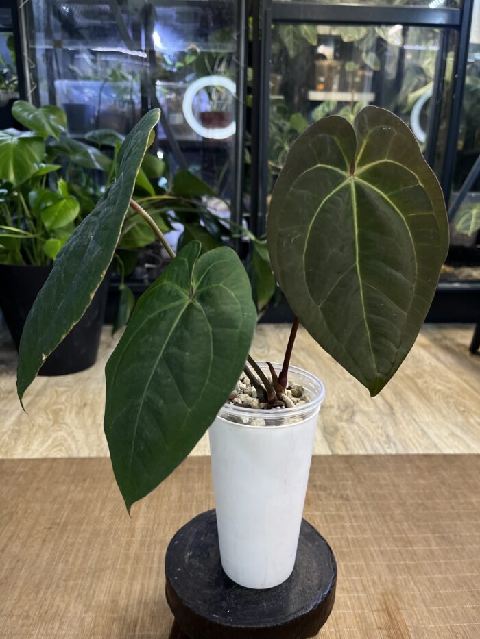 Anthurium dark phoenix