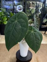 Anthurium Dark Phoenix #1 - obrazek 2