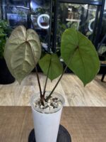 Anthurium Dark Phoenix #1 - obrazek 4