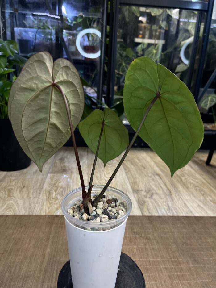 Anthurium Dark Phoenix #1 - obrazek 4