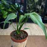 Monstera Burle Marx Flame