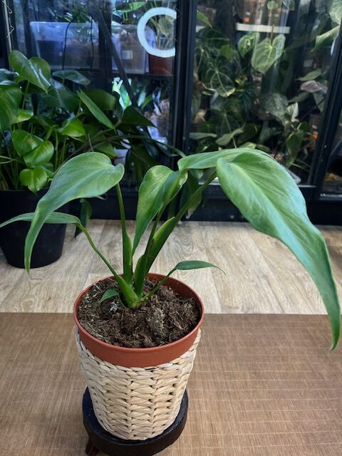 Monstera Burle Marx Flame o wydłużonych, dekoracyjnych liściach z wyrazistą teksturą i głęboką zielenią, prezentowana jako roślina kolekcjonerska o wyjątkowym pokroju Monstera Burle Marx Flame