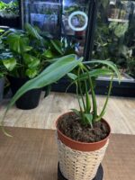 Monstera Burle Marx Flame #1 - obrazek 4