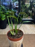 Monstera Burle Marx Flame #1 - obrazek 3