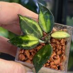 Hoya lacunosa Ilumii drobne liście całkowicie pokryte srebrnym splashem metaliczna woskownica kolekcjonerska sklep Variegarden alt tag