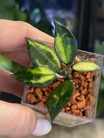 Hoya lacunosa Ilumii drobne liście całkowicie pokryte srebrnym splashem metaliczna woskownica kolekcjonerska sklep Variegarden alt tag
