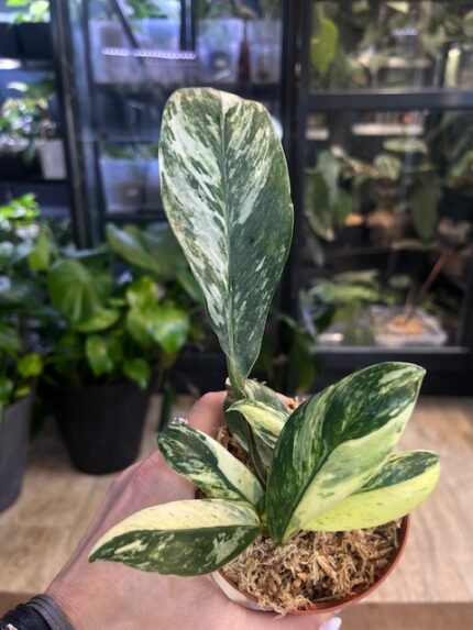 Rhaphidophora eliptifolia variegata