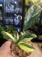 Rhaphidophora elliptifolia variegata #1 / 3 stożki wzrostu - obrazek 3