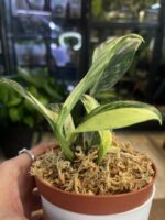 Rhaphidophora elliptifolia variegata #1 / 3 stożki wzrostu - obrazek 4
