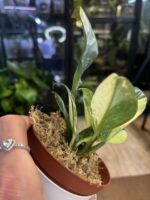 Rhaphidophora elliptifolia variegata #1 / 3 stożki wzrostu - obrazek 5