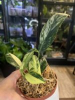 Rhaphidophora elliptifolia variegata #1 / 3 stożki wzrostu - obrazek 6